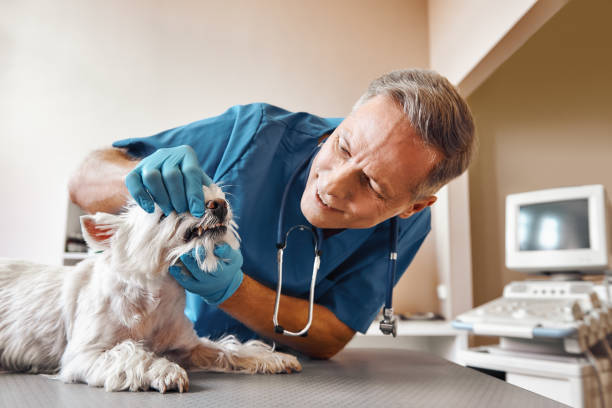 Best Emergency Root Canal Treatment in Shenandoah, TX